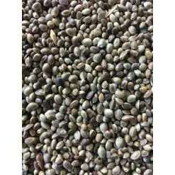 Visaasonline Cáñamo Aceitoso Visready